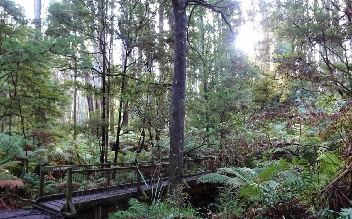 sherbrooke forest bridge walk
