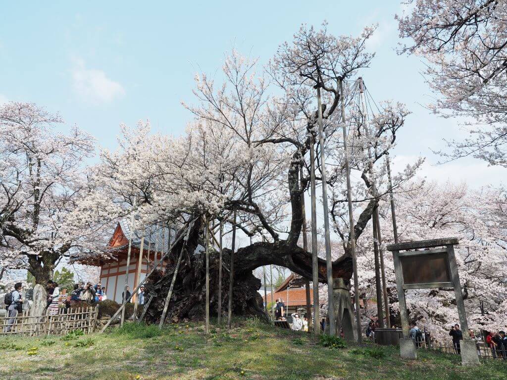Jisso-Ji Temple and Cherry Blossom Tree