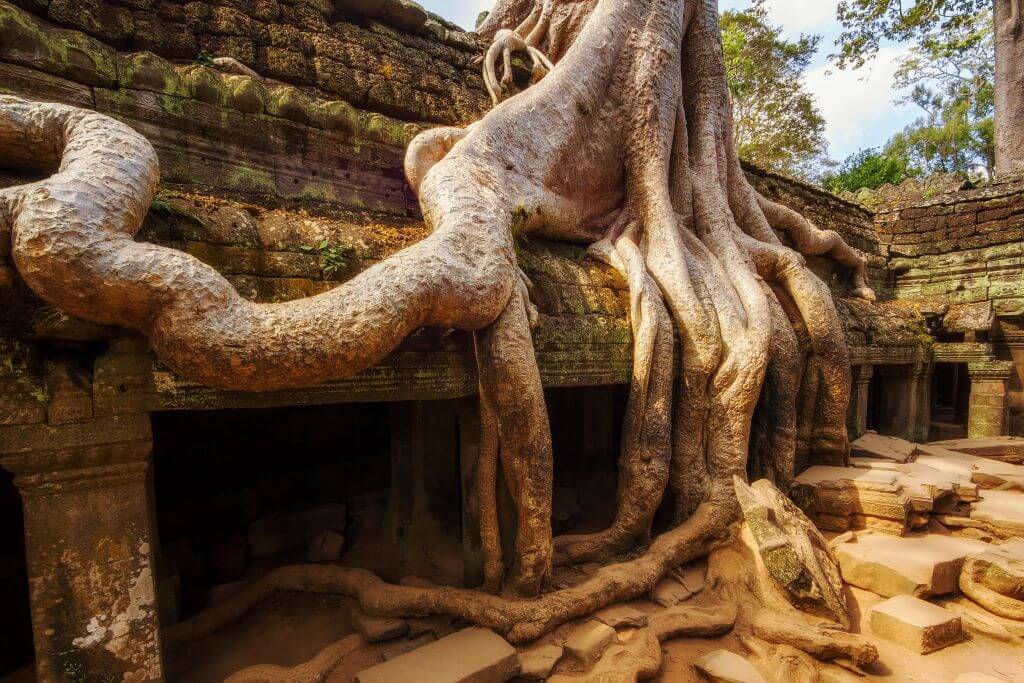 Ruins of Ta Prohm Temple at Angkor, Siem Reap, Cambodia