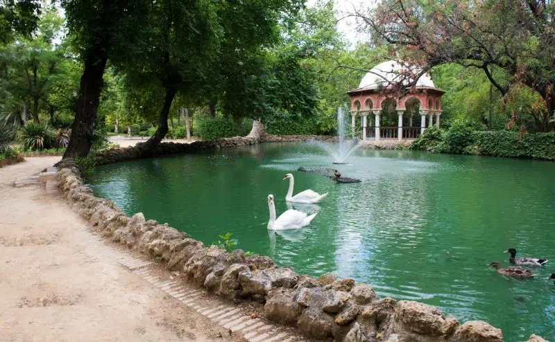 Ducks and swans at the pond in Maria Luisa Park, Seville, Spain